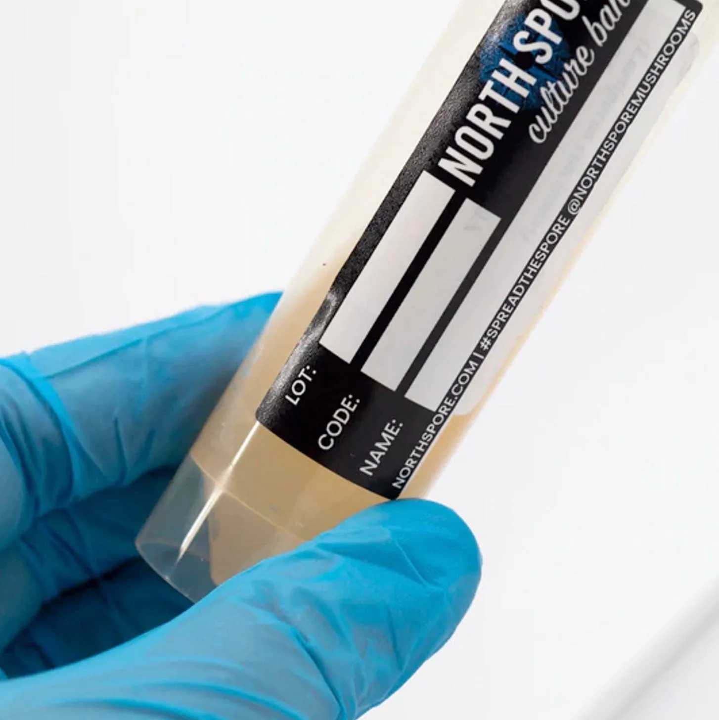 Golden Oyster Mushroom Slant Culture
