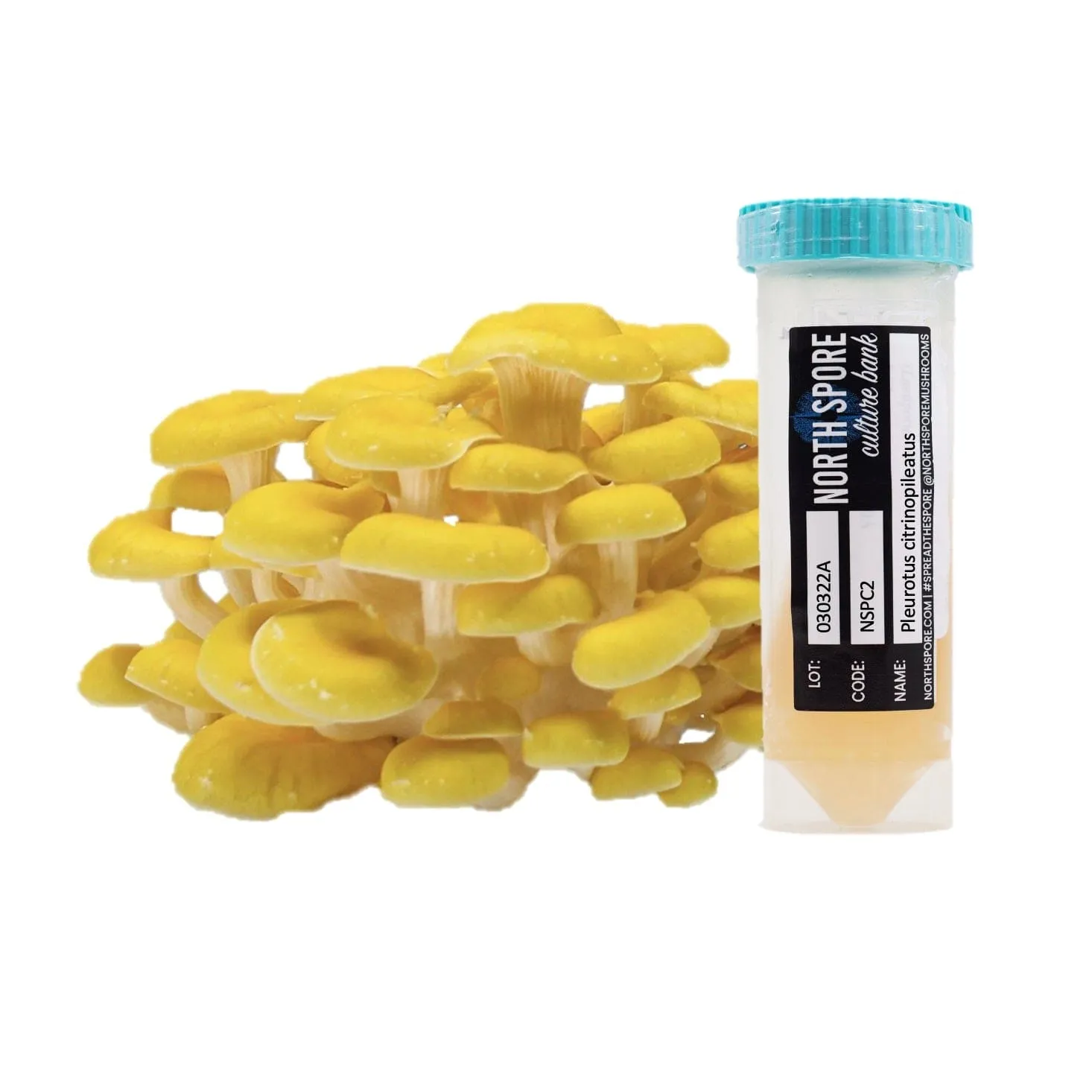 Golden Oyster Mushroom Slant Culture